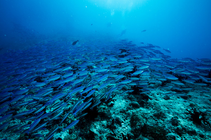 Косяк скумбии, атолл Баа, Мальдивы