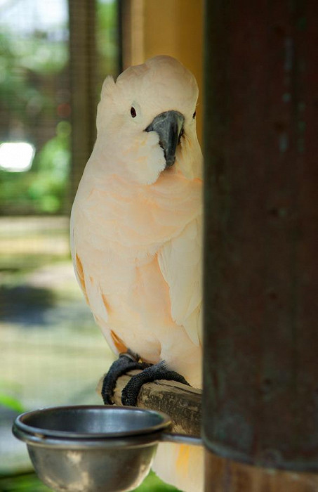 Самый умный вид попугаев — ара, Кута