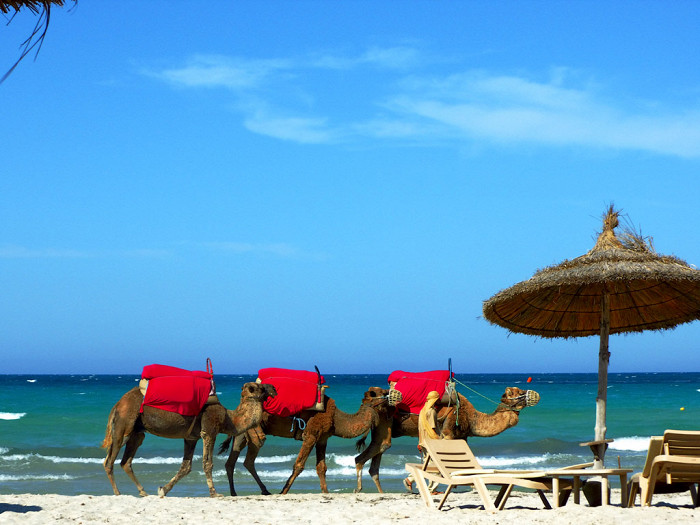 Верблюды на пляже Джербы