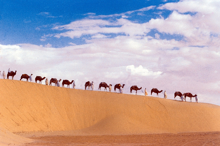 Верблюды в Дузе