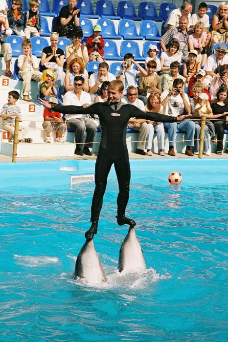 Выступление в дельфинари в Одессе