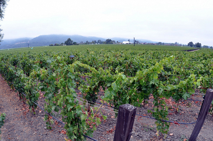 Виноградник в долине Напа