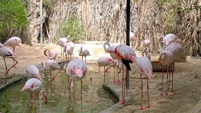 Дубайский зоопарк, розовые фламинго
