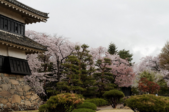 Цветение сакуры, Замок Мацумото