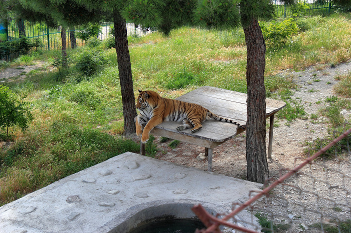 Тигр, Сафари-парк в Геленджике