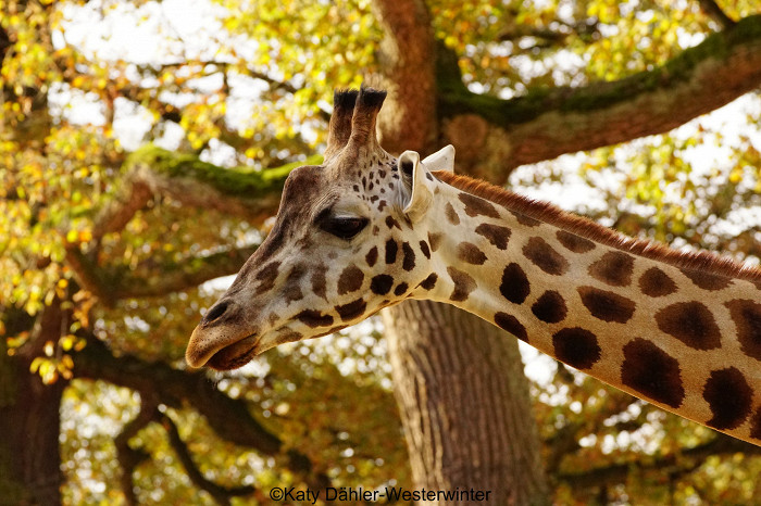 Зоопарк в Ганновере, жираф