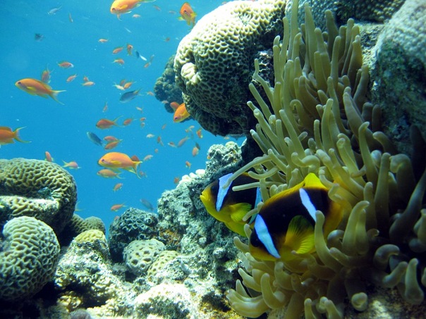Красоты морских глубин, Таба, Египет
