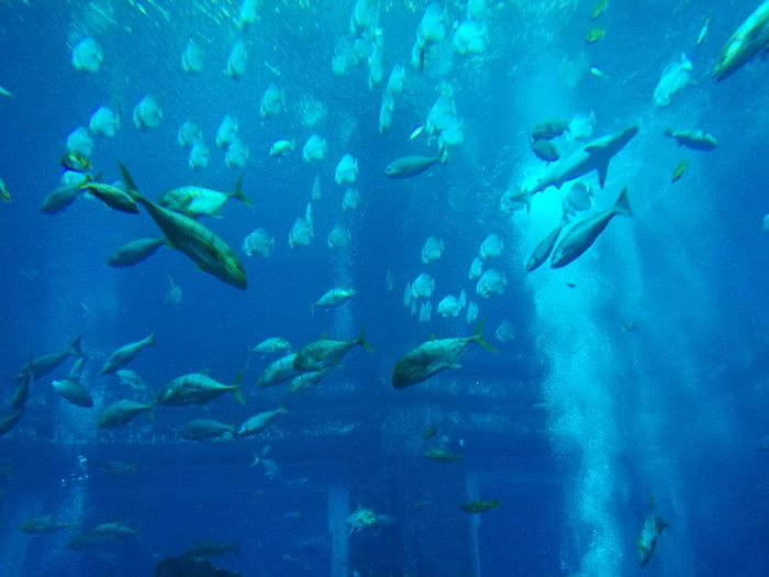 Рыбки в океанариуме в Дубае, ОАЭ