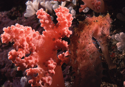 Кораллы в Пуэрто-Галера, Филиппины