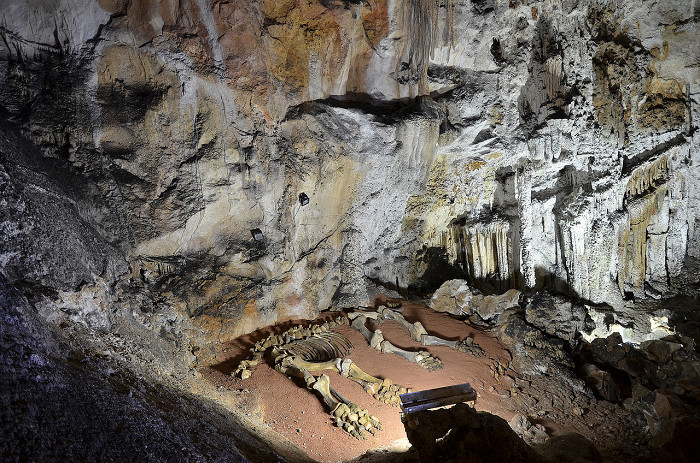 Пещера Эмине-Баир-Хосар, скелет животного
