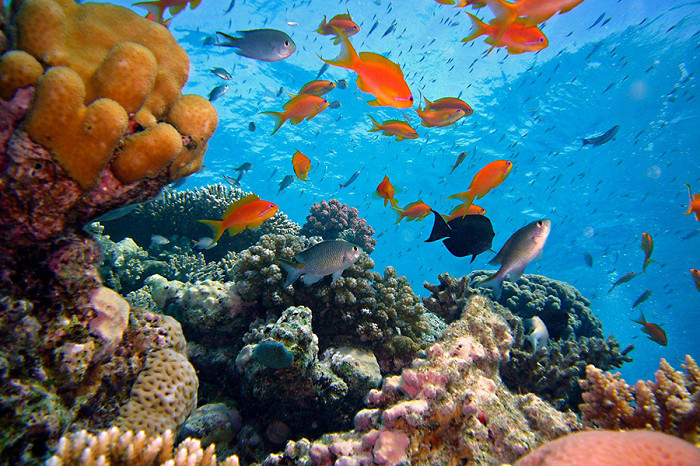 8 рыбок, которые чаще всего встречаются в Египте под водой6
