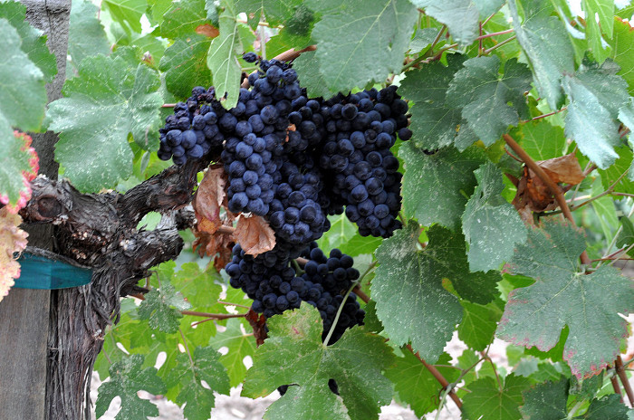 Виноградные грозди, долина Напа