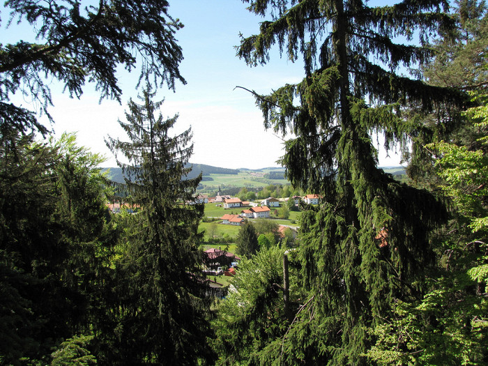 Высокие ели, Баварский лес