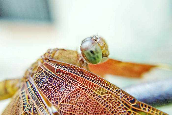 20 самых удивительных насекомых, стрекоза1