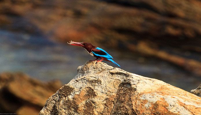 Местные птички, Шри-Ланка