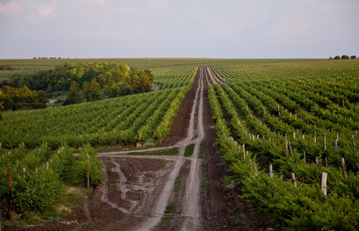 Молдавский виноградник2