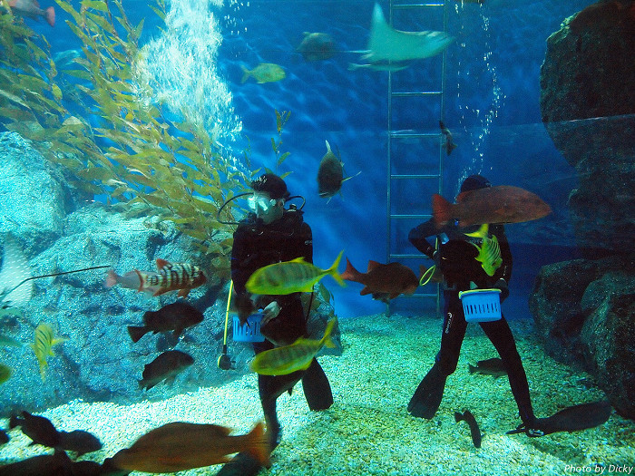 Аквариум Sea Life Bangkok Ocean World, кормление рыб
