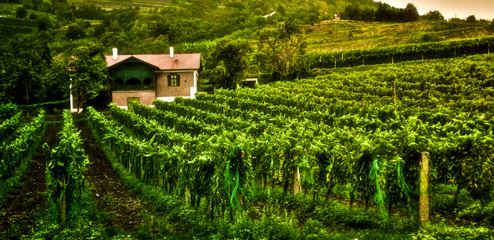 Покрытая виноградиниками гора Бадачонь на берегу озера Балатон, Венгрия