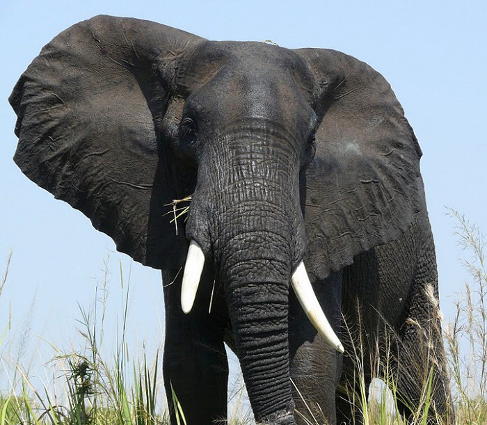 Угандийский слон