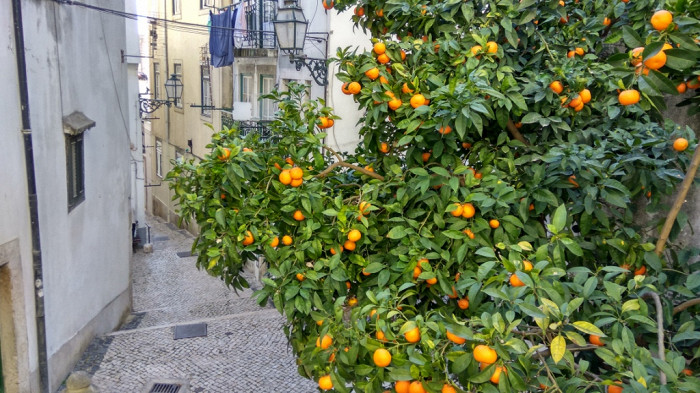 Мандариновые деревья на улочках Лиссабона, Португалия