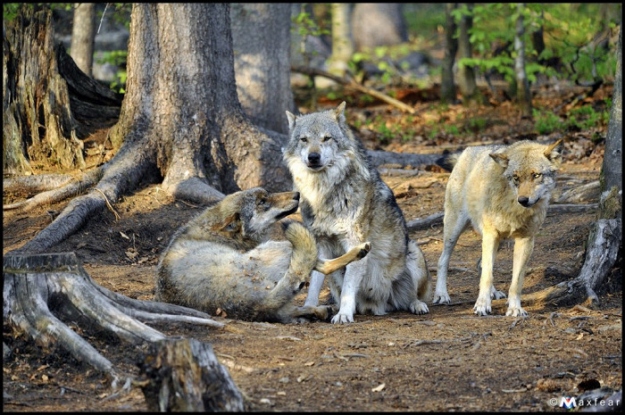 Волки, Баварский лес