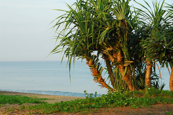 Пальмы на пляже Май Кхао, Пхукет