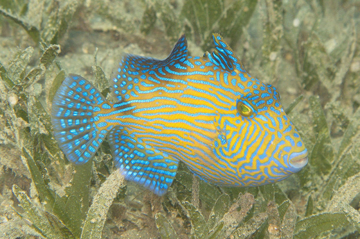8 рыбок, которые чаще всего встречаются в Египте под водой3