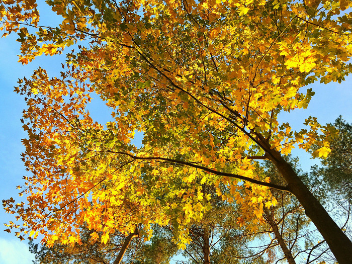 Осенние красоты Венского леса, Австрия