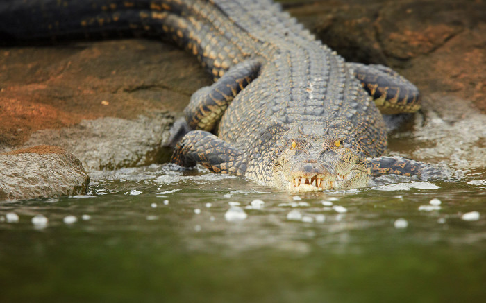 Крокодил, Шри-Ланка