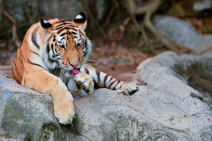 Тигр в тигровом зоопарке Сирача