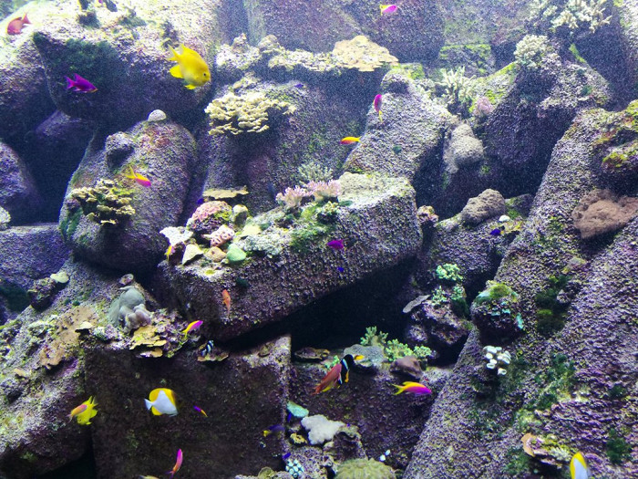 Подводный мир в океанариуме в Дубае, ОАЭ