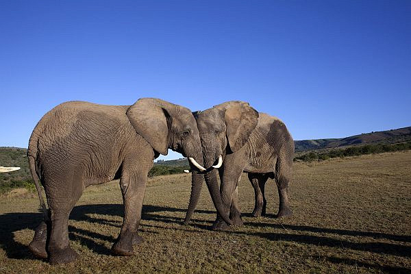Пара слонов в Эддо