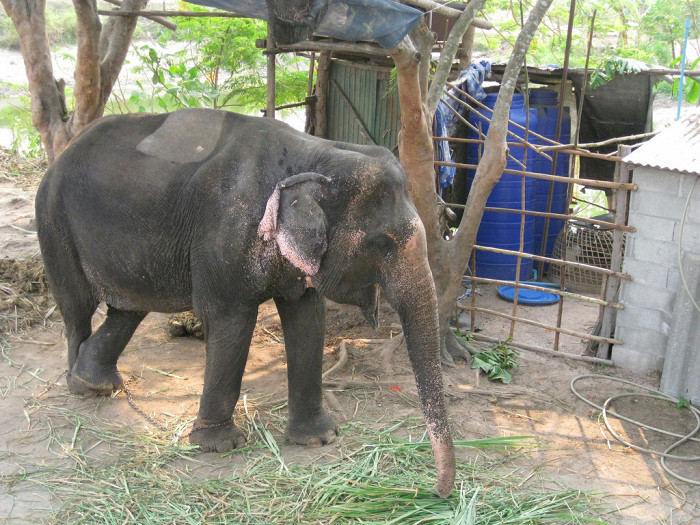 Один из жителей деревни слонов в Паттайе