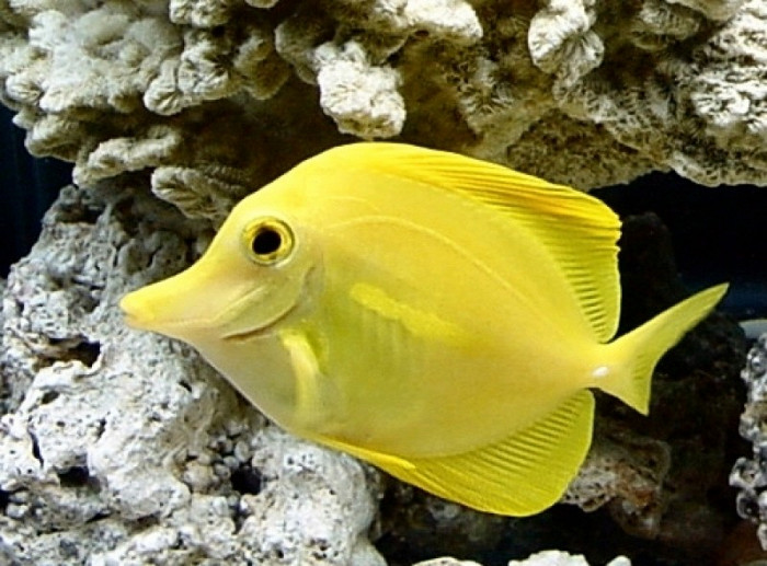 Зебрасома желтая, Морской аквариум-музей, Севастополь