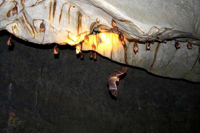 Подземная река Пуэрто-Принсеса, летучие мыши