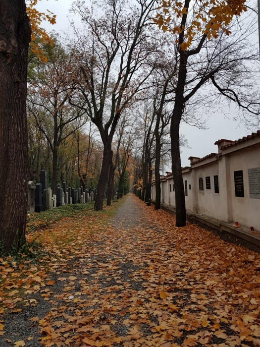 Осенняя аллея Ольшанского кладбища в Праге