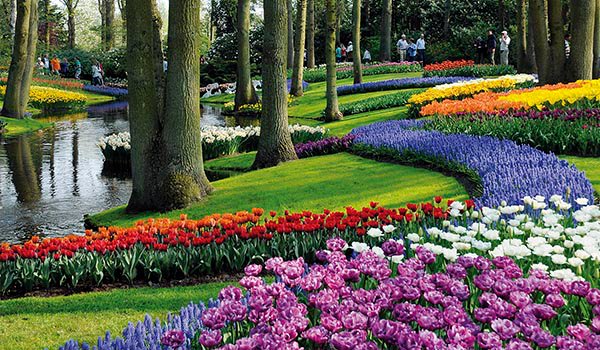 Цветочные поля парка Кекенхоф
