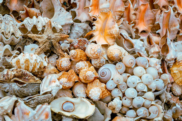Морские раковины