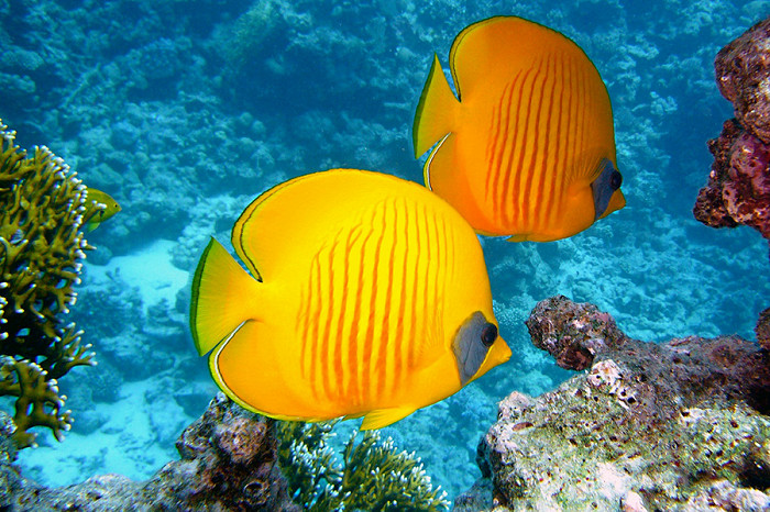 8 рыбок, которые чаще всего встречаются в Египте под водой1