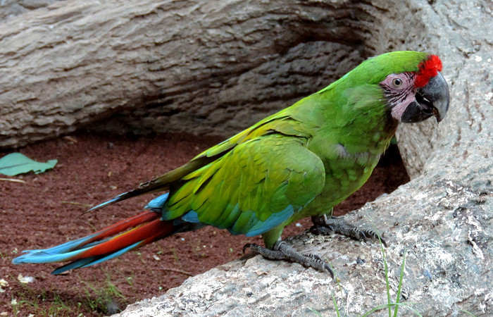 Лоро-парк на Тенерифе, попугай ара