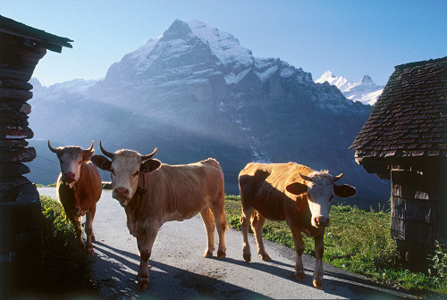 Коровы на фоне Веттерхорн, Гриндельвальд