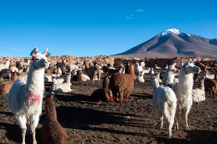 Ламы, Аргентина