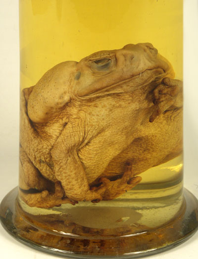 Экспонаты Кунсткамеры, препарат жаба-ага