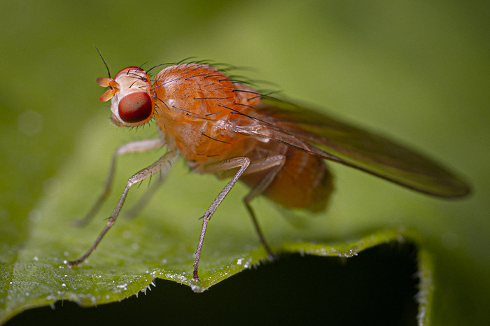 20 самых удивительных насекомых, мушка дрозофила