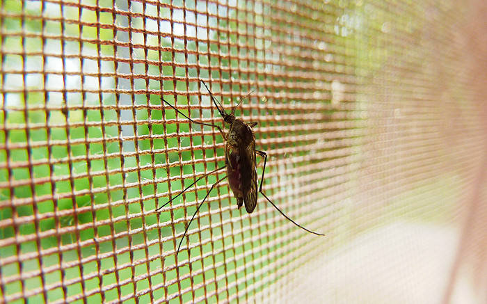 Так ли ужасны комары на Кубе3