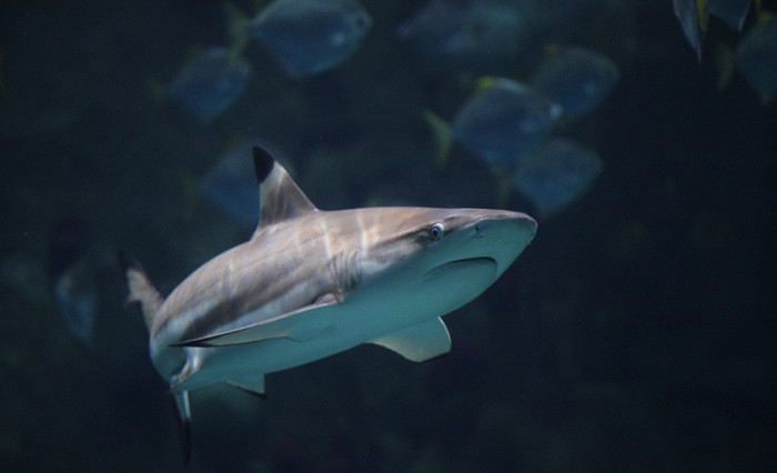 Рифовая черноперая акула, Океанариум в Сочи
