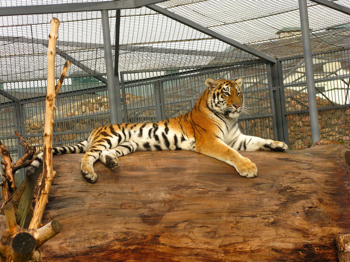 Гродненский зоопарк, амурский тигр