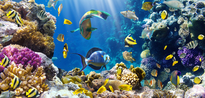 Потрясающий подводный мир Красного моря, Египет