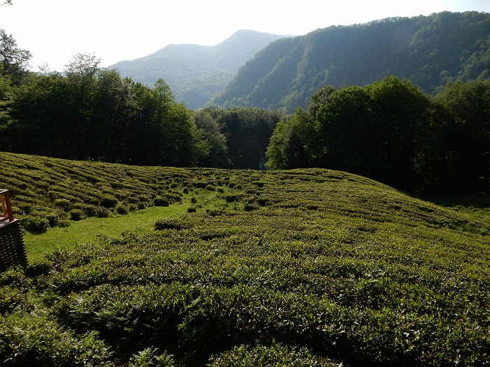 Мацестинские чайные плантации в Хостинском районе Сочи