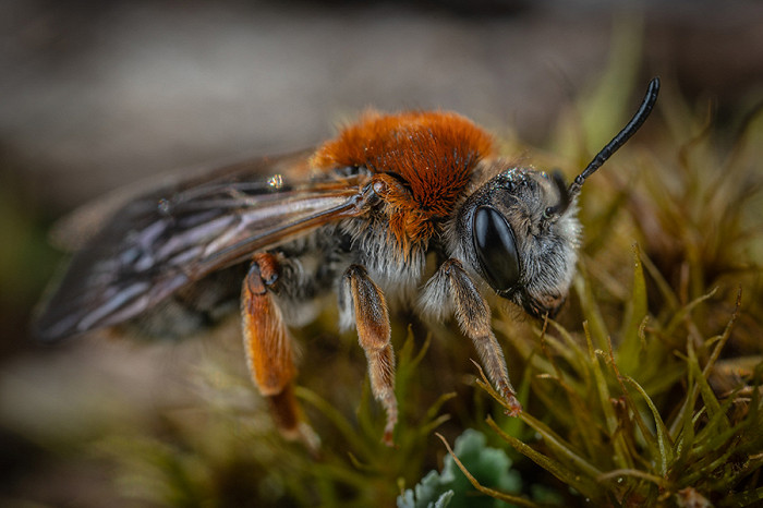 20 самых удивительных насекомых, пчела